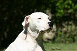 DOGUE ARGENTIN 547